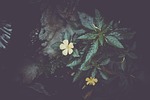 flower, leaves, tree