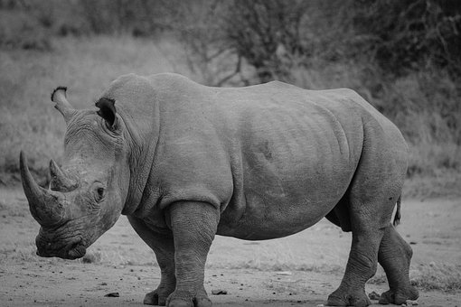 Rhinocéros, Safari, Rhino, Mammifères
