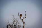animal, wildlife, nature