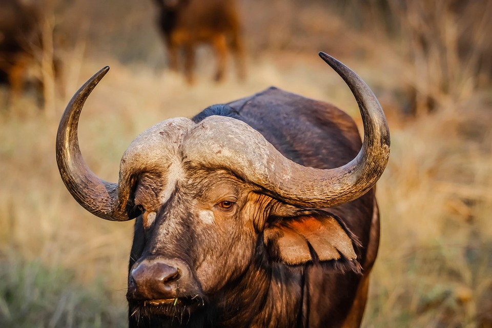 Zoogdier Runderen Koe - Gratis foto op Pixabay