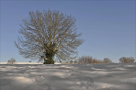 Winter, Baum, Outddor, Natur, Kälte