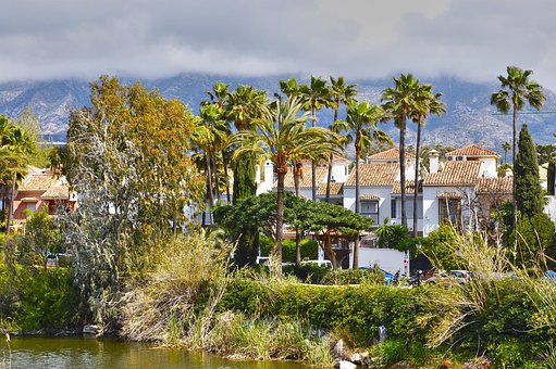 Free Palms Trees photo and picture