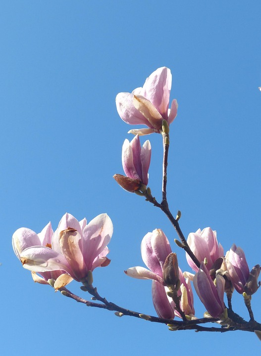 Magnolia Branch Blooming Free photo on Pixabay Pixabay