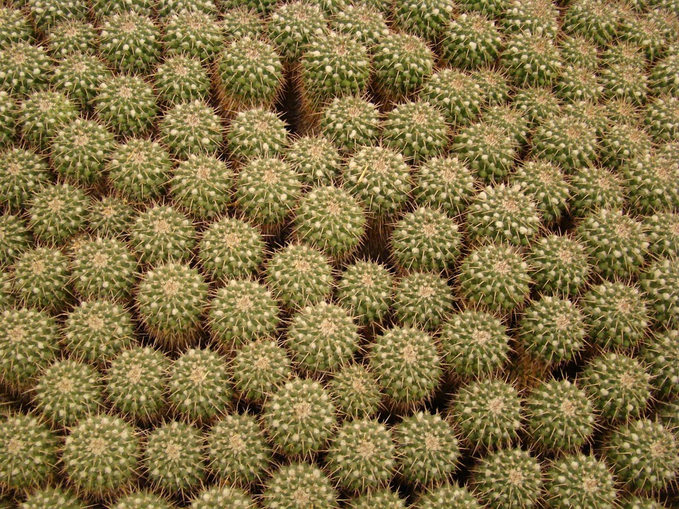 800+ Gambar Flora Kaktus HD Paling Baru 800+ Gambar Flora Kaktus HD Paling Baru