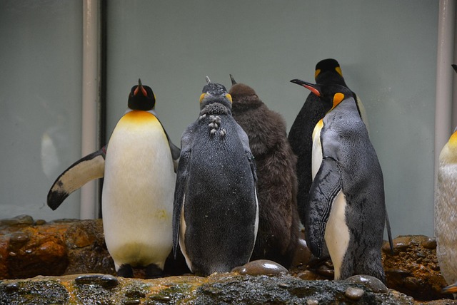 Pinguine, Zoo, Antarktis, Tier, Tierwelt