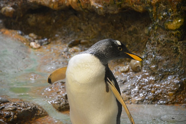 Pinguine, Tier, Zoo, Tierwelt, Vogel