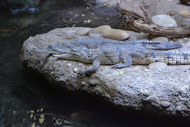 Alligator, Krokodil, Getarnt, Gefährlich