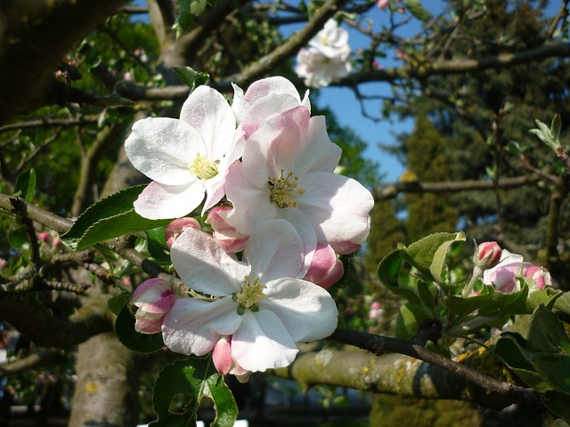 Free Blossom Bloom photo and picture