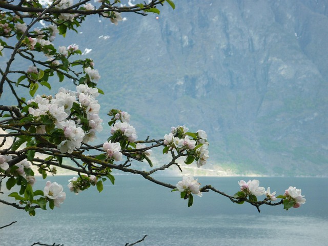 Free Spring Branch photo and picture
