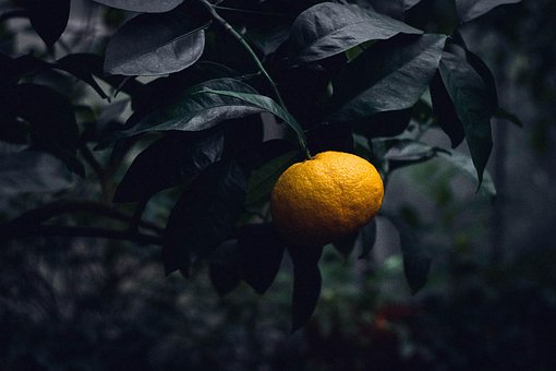 Free Citrus Bush photo and picture