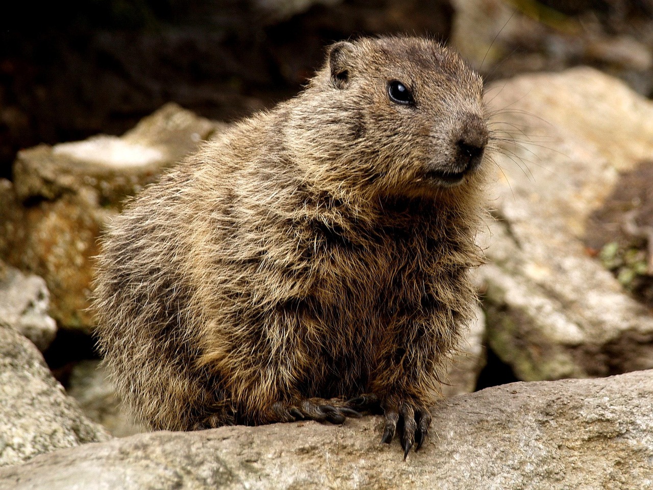 Marmota Roedor Foto Gratis En Pixabay Pixabay