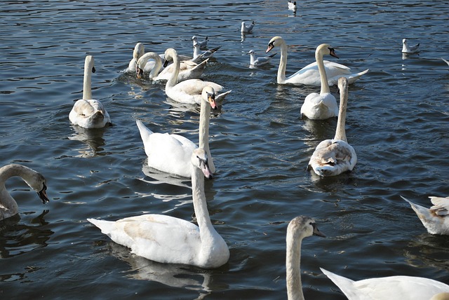 Free Swans A White Swan photo and picture
