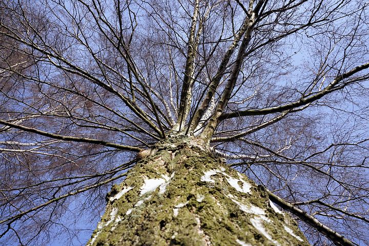 白樺の木 画像 · Pixabay · 無料画像をダウンロード