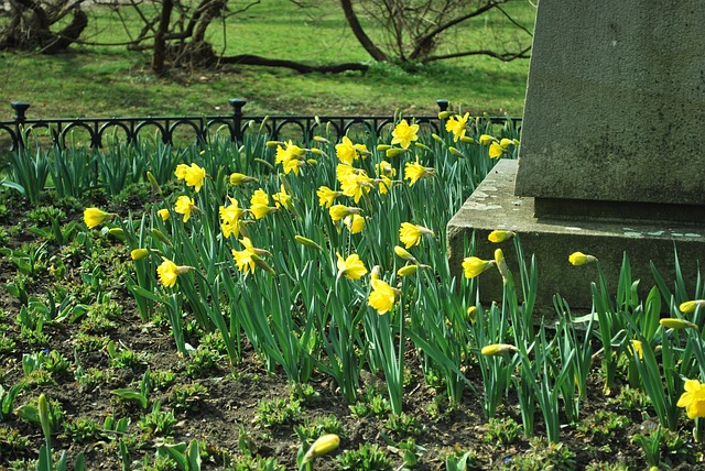Free Narcissus Flowers photo and picture