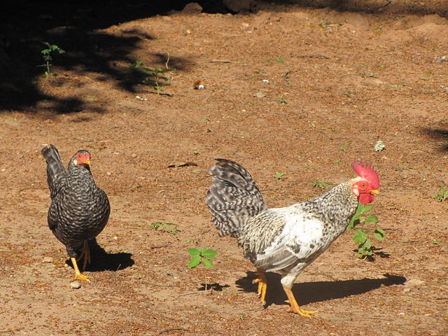 Free Chicken Roça photo and picture