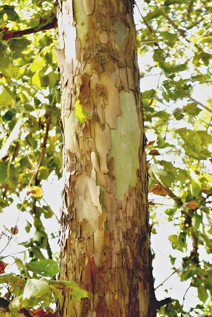 Tree Baks Tree Bark Tall - Free photo on Pixabay