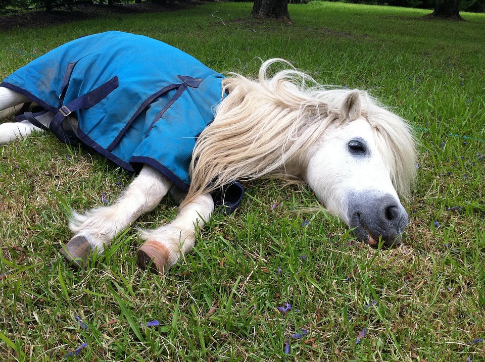 Poni Shetland Kuda Tidur Siang Shetland Kuda Poni Poni Shetland Kuda Tidur Siang Shetland Kuda Poni