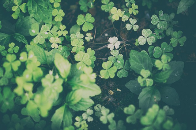 Free Green Grass photo and picture