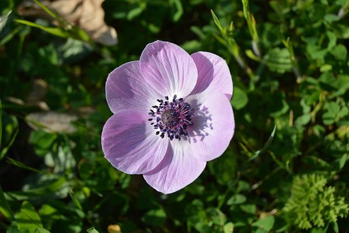 Anemone, Blumen Hintergrund
