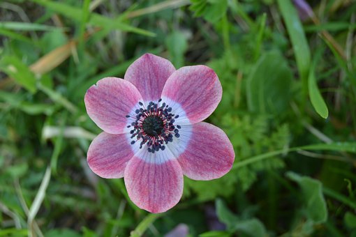 Anemone, Blumen, Fuchsie, Violett, Blüte