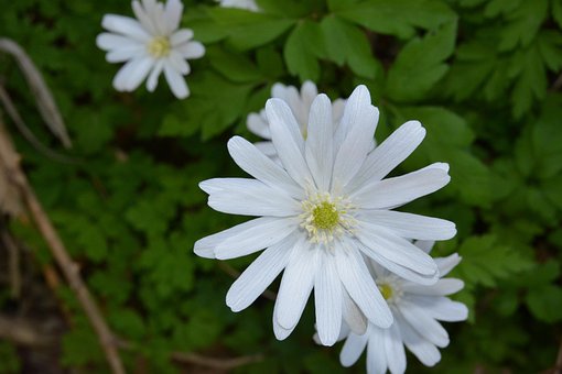 Blumen, Weiß, Blütenblätter