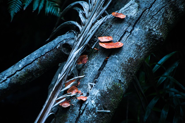 Free Mushroom Orange photo and picture