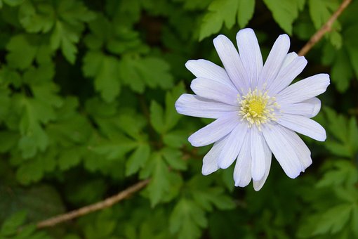 Blumen, Blütenblatt, Wilde Blumen, Weiß