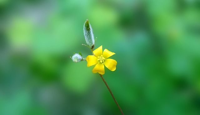 Flor, Amarillo, Naturaleza