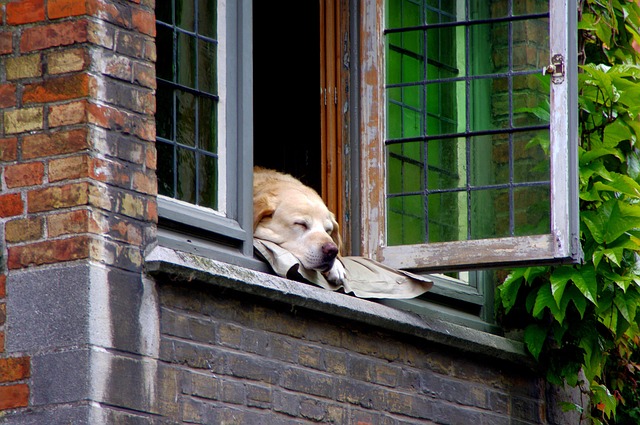 Bruges, pet, dog and animal — photo by communicationcy