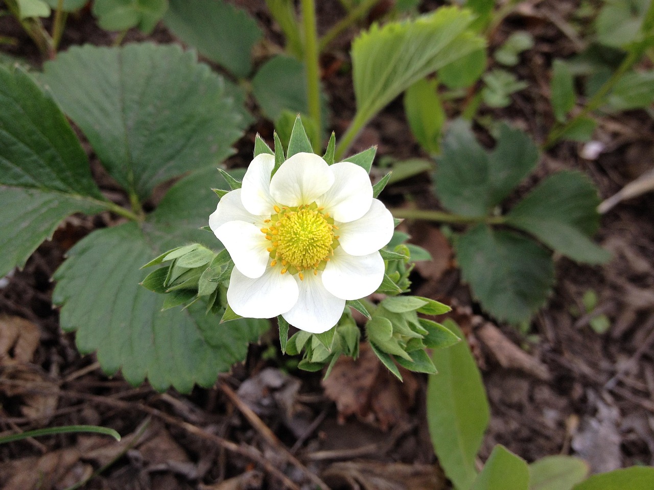 flowers-1288328_1280.jpg