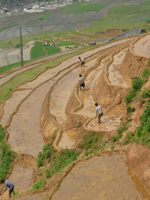 Free Rice Field photo and picture
