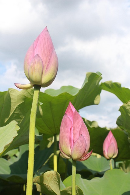 Free Lotus Budding photo and picture