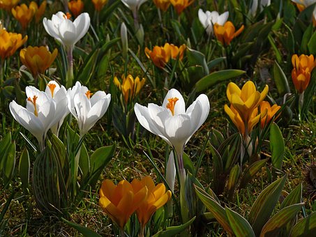 Açafrões, Branco, Flores Bonitas