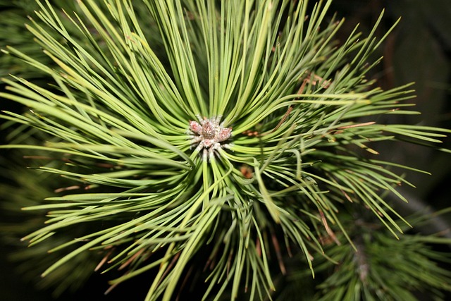 Free Trees Forest photo and picture