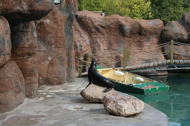 Free Seal Fur Seal photo and picture