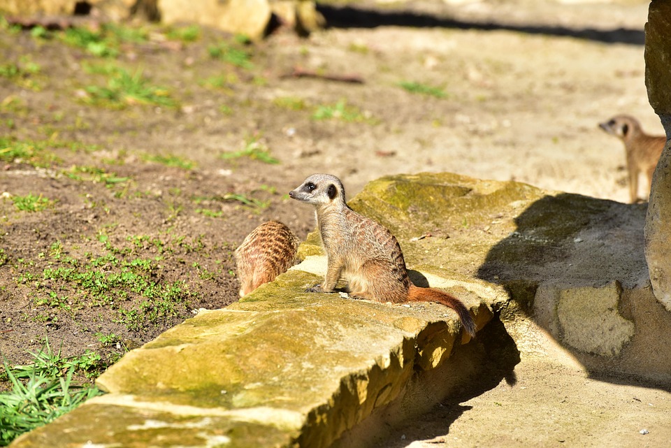 Meercat Guard Meerkat Guards Attentive - Free photo on Pixabay - Pixabay