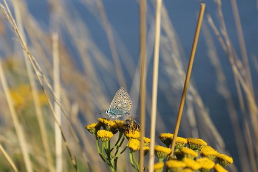 Schmetterling, Biene, Natur, Sommer