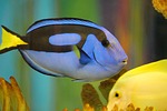 blue tang, fish, dory