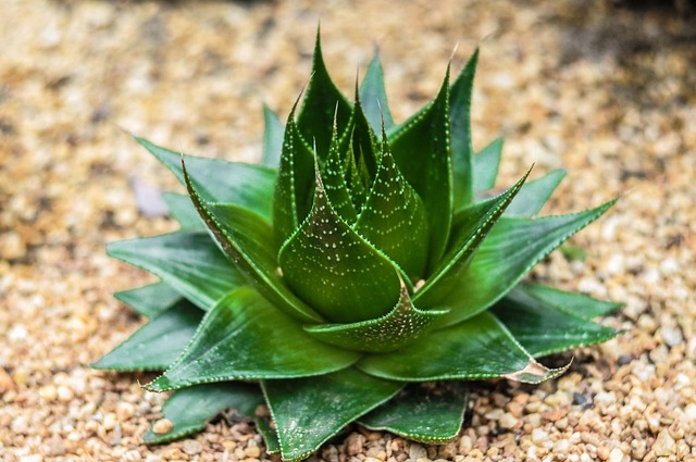 Planta, Flor, Natureza, Jardinagem