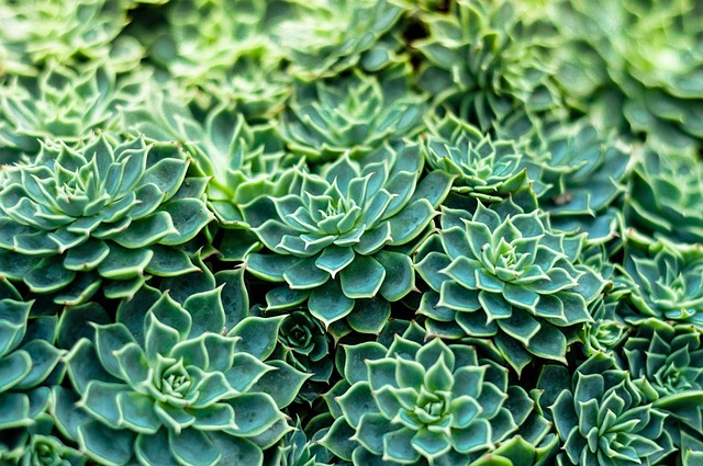 Planta, Flor, Natureza, Jardinagem