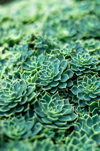Planta, Fundo Flor, Flor, Natureza