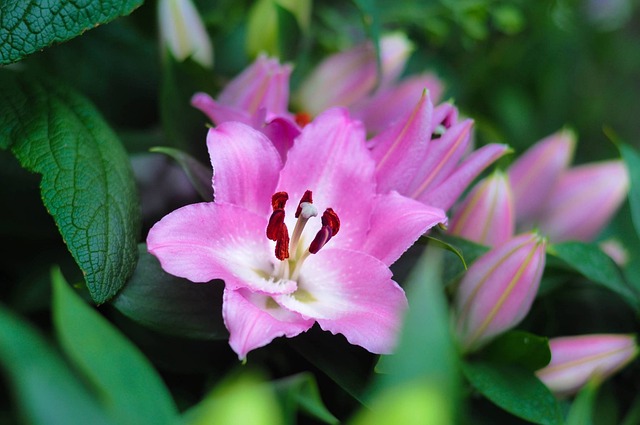 Planta, Flor, Natureza, Jardinagem