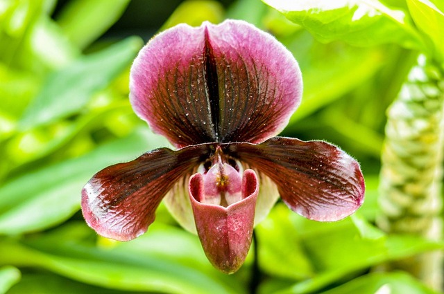 Planta, Flor, Natureza, Jardinagem