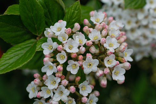 Free Blossoms Bud photo and picture