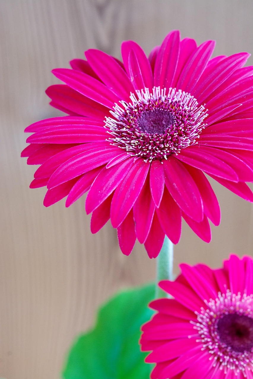 非洲菊 花 开花 - Pixabay上的免费照片 - Pixabay