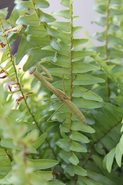 Rezar Mantis, Insecto, Mantis, Verde