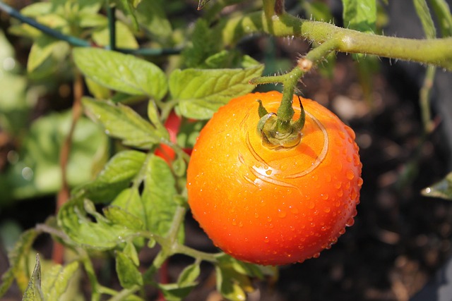 Tomate, Planta, Vegetal, Jardín, Comida