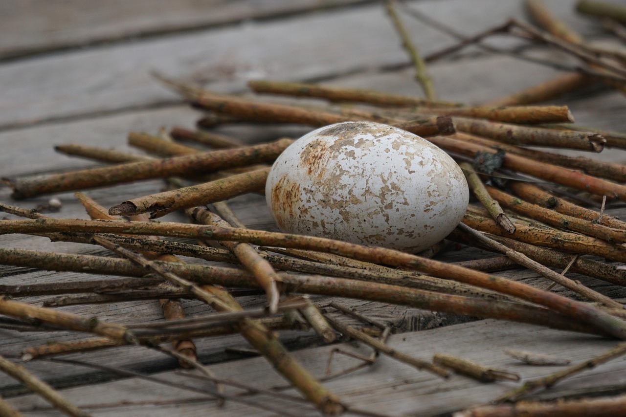 Egg Laid Nest Nesting Free photo on Pixabay Pixabay