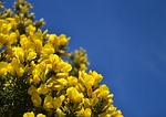 gorse, scotland, blue