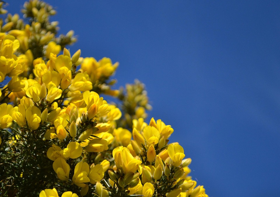Ulex, Scozia, Blu, Cielo, Scozzese, Regno Unito